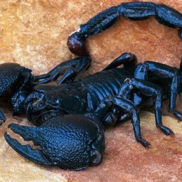 Giant Emperor Scorpion