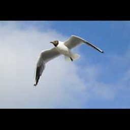 seagull.jpg