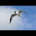 seagull