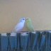 budgies_1