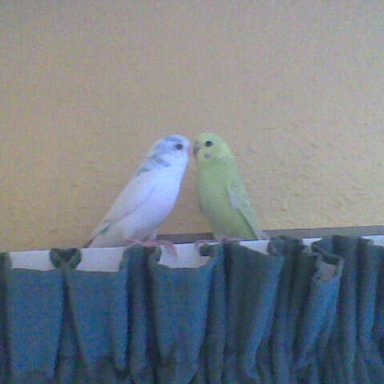 budgies_1