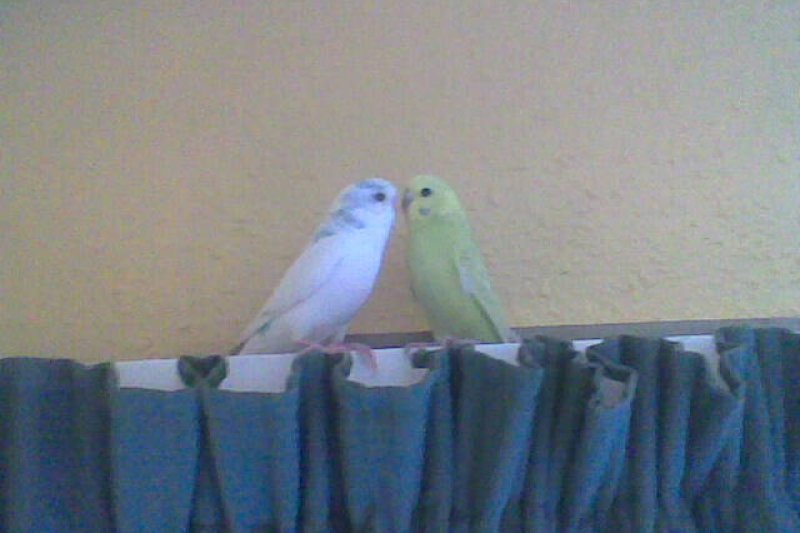 budgies_1